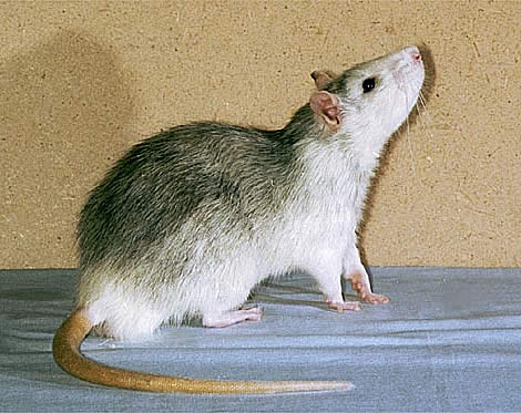 Стандартная (коротковолосая) крыса Элик - Agouti Blazed Berkshire Standard (вл.Озеркова И.П.)