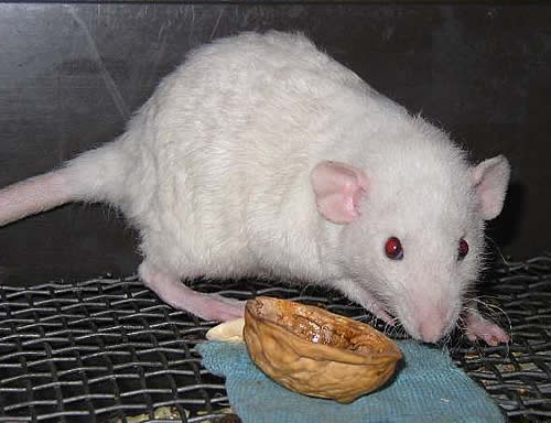 Крыса с волнистой шерстью Тома (вл.Куликова Н.)
