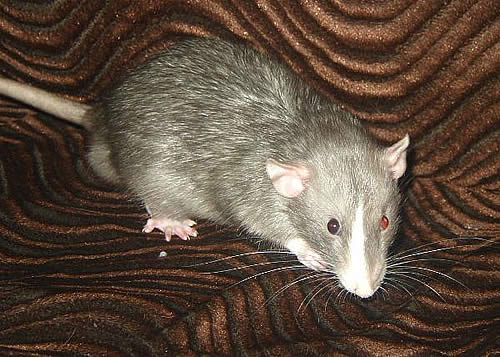 Крыса с глазами разного цвета - Несквик (вл.Бакулина Е.) 