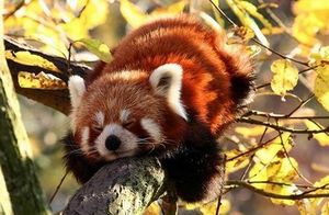 Фото - Красная панда - В московском зоопарке появились красные панды.