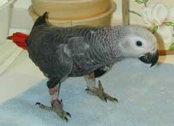 Серый попугай или жако (Psittacus erithacus) 