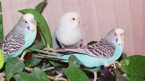 Слева на право: Мальчик (около 3х месяцев) / Белый попугай, похоже мальчик (от 2х до 3х месяцев) / И самочка (около 6 месяцев)
